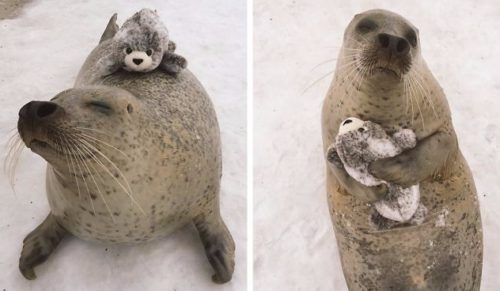 Urocza foka z japońskiego zoo otrzymała swoją zabawkową miniaturkę i nie przestaje jej przytulać!