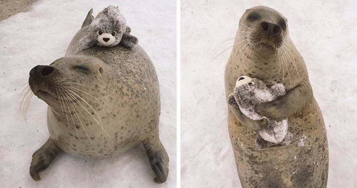 Urocza foka z japońskiego zoo otrzymała swoją zabawkową miniaturkę i nie przestaje jej przytulać!