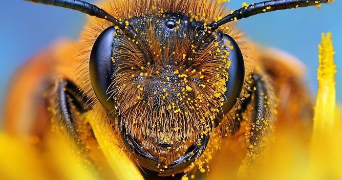 Cheerios ratuje pszczoły – 500 nasion dzikich kwiatów dla każdego, kto zdecyduje się im pomóc.
