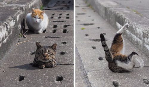 Japońskie koty kontra przewody kanalizacyjne – zwierzaki pokochały swój betonowy plac zabaw!