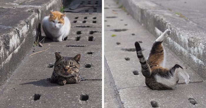 Japońskie koty kontra przewody kanalizacyjne – zwierzaki pokochały swój betonowy plac zabaw!