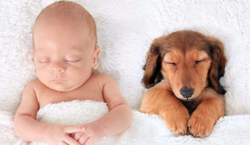 12 zdjęć, które dowodzą, że psy są znacznie bardziej funkcjonalne od poduszek.