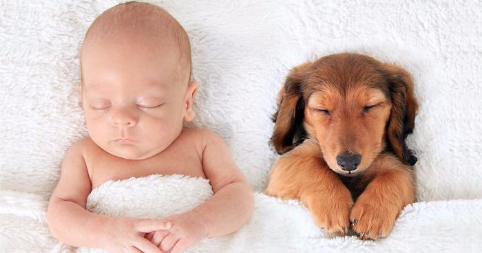 12 zdjęć, które dowodzą, że psy są znacznie bardziej funkcjonalne od poduszek.