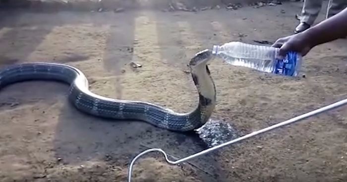 Spragniona kobra odwiedziła indyjską wioskę w poszukiwaniu wody. Wypiła ją wprost z butelki!