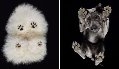 Under-dogs – litewski artysta fotografuje psich modeli z niecodziennej perspektywy.