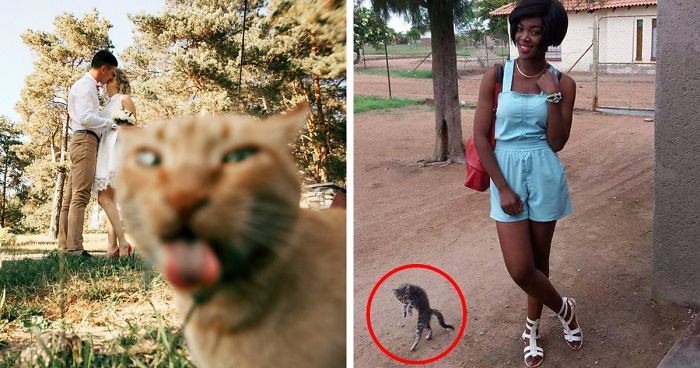 15 zdjęć złośliwych kotów, które z premedytacją zniszczyły ludziom perfekcyjne ujęcia.