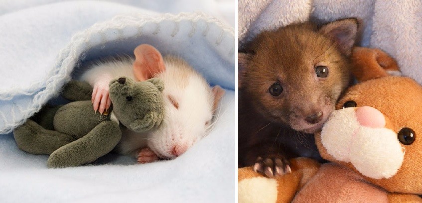 15 uroczych zdjęć zwierzaków śpiących ze swoimi pluszakami.