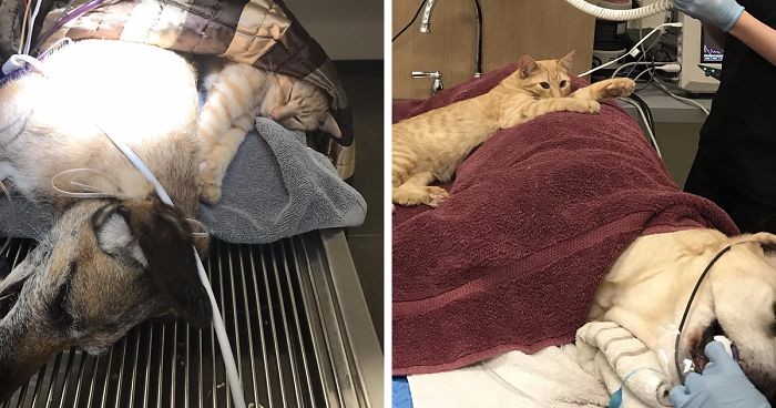 Poznajcie Rona – kota, który niespodziewanie został pielęgniarzem w klinice weterynaryjnej.