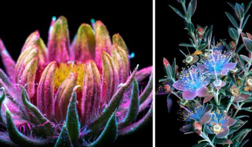 Kalifornijski fotograf ukazuje światu niewidoczne gołym okiem światło emitowane przez rośliny.