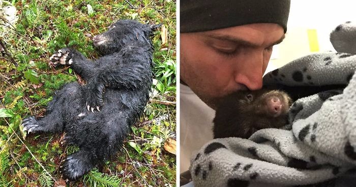 Dzielny fotograf pomógł umierającemu niedźwiadkowi, ryzykując własne życie.