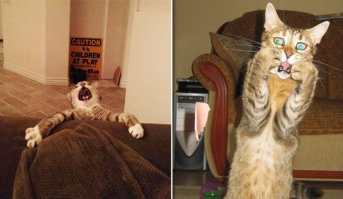15 przesadnie dramatycznych kotów, które doskonale sprawdziłyby się na wielkim ekranie.