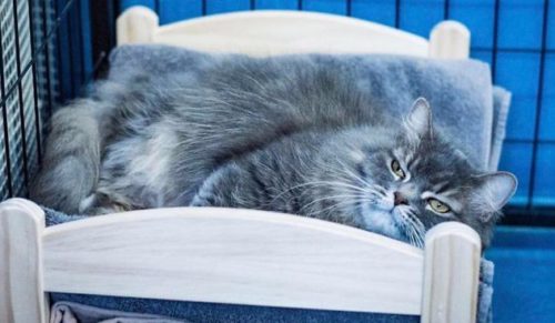 IKEA przekazuje schroniskom łóżeczka dla lalek z myślą o bezpańskich kotach.