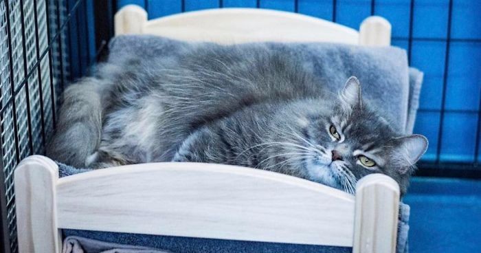 IKEA przekazuje schroniskom łóżeczka dla lalek z myślą o bezpańskich kotach.