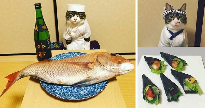 Koci szef kuchni codziennie je obiad ze swoją właścicielką – za każdym razem w innym przebraniu.
