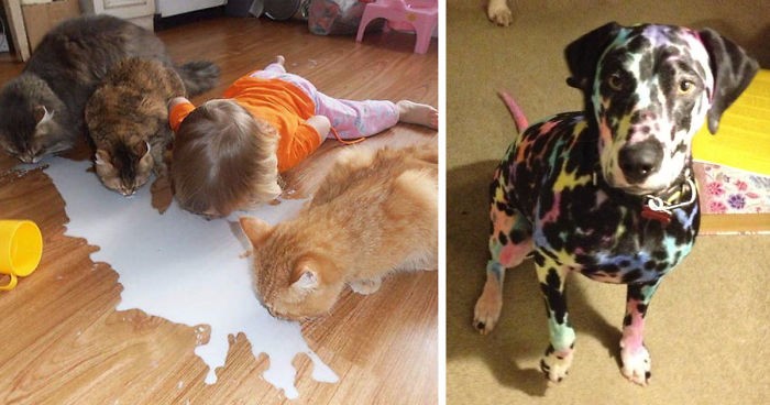 10 powodów, dla których nie powinieneś zostawiać zwierzaków z małymi dziećmi.