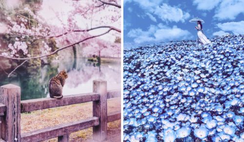 Kupiła bilet do Japonii, by podziwiać piękno kwitnącej wiśni. Wylądowała w prawdziwie bajkowej krainie!