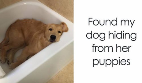 15 czworonożnych memów, które poprawią humor każdemu miłośnikowi zwierzaków.