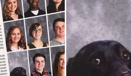 Zamieścili zdjęcie psa w szkolnej księdze pamiątkowej – ten zwierzak naprawdę na to zasłużył!