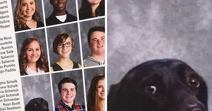 Zamieścili zdjęcie psa w szkolnej księdze pamiątkowej – ten zwierzak naprawdę na to zasłużył!