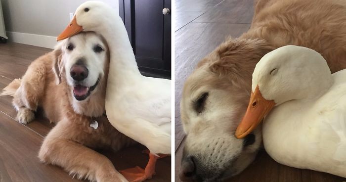 Niesamowita przyjaźń psa i kaczki wzruszyła internautów na całym świecie. Nie odstępują się na krok!