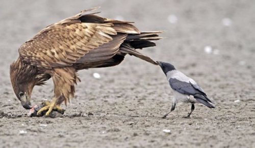 25 zdjęć, które ostatecznie dowodzą, że krukowate to najbardziej bojowe ptaki na świecie.