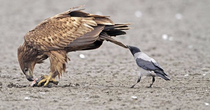 25 zdjęć, które ostatecznie dowodzą, że krukowate to najbardziej bojowe ptaki na świecie.