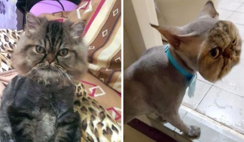 Kot perski z Singapuru padł ofiarą najbardziej komicznego pomysłu w historii kociego fryzjerstwa!
