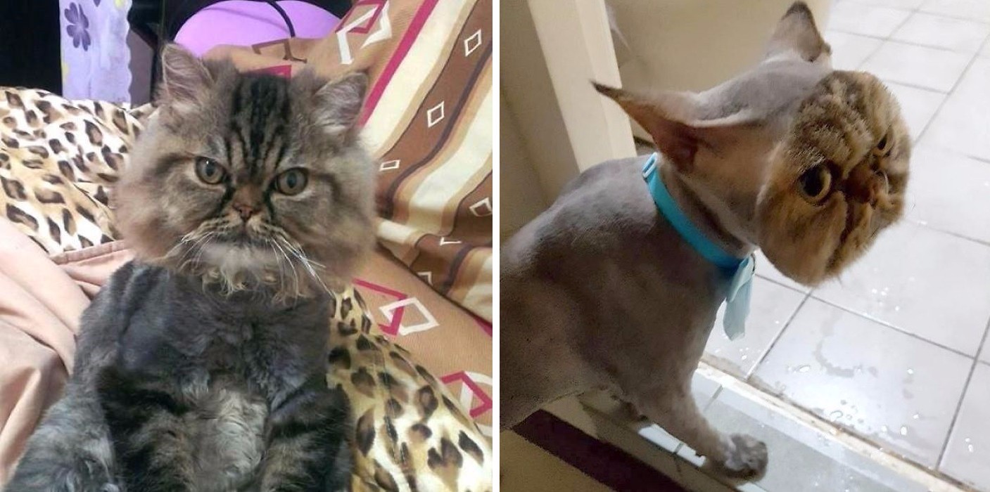 Kot perski z Singapuru padł ofiarą najbardziej komicznego pomysłu w historii kociego fryzjerstwa!