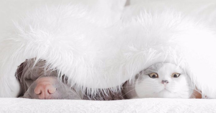 Shar pei i kot – prawdopodobnie najbardziej fotogeniczna para przyjaciół na świecie.
