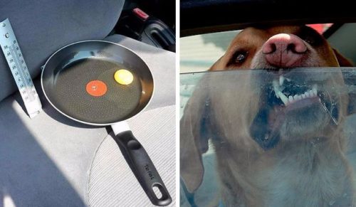 W gorący dzień zostawił w samochodzie jajko na patelni, by uzmysłowić właścicielom psów coś ważnego.