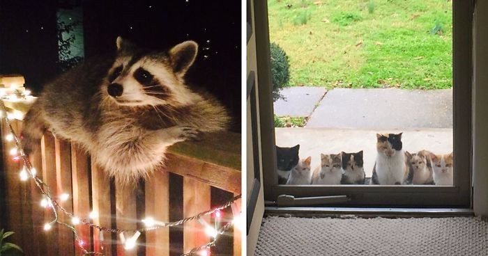 15 zdjęć przyjaznych zwierzaków, które postanowiły przywitać sąsiadów w swojej okolicy.