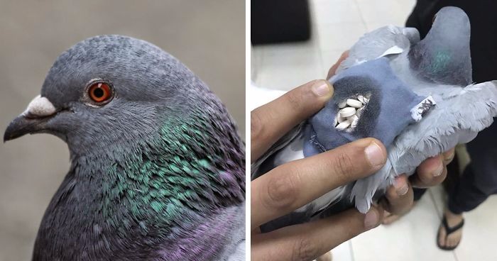 Zatrzymano gołębia, który próbował przemycić przez granicę prawie 200 tabletek ecstasy.