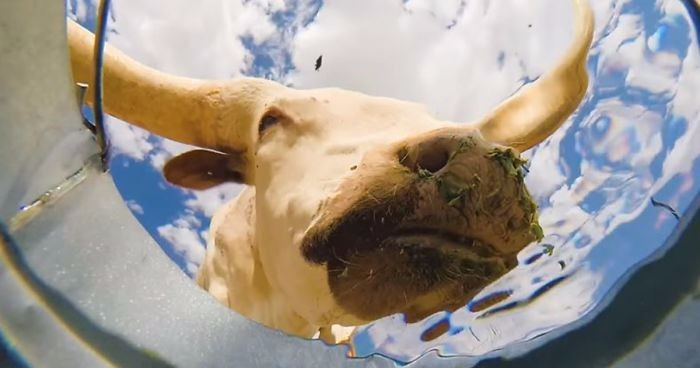 Ukrył kamerę na dnie wiadra z wodą, by przekonać się, czy zwabi okoliczne zwierzęta. Było warto!
