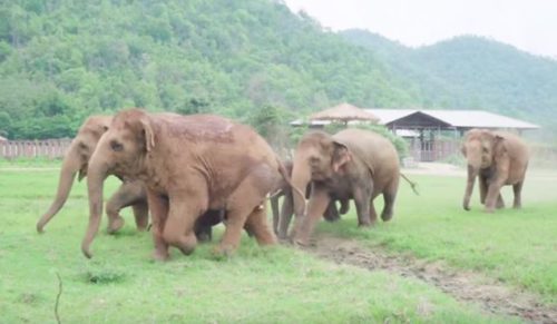Radosne słonie przybiegły powitać w ośrodku nowego przybysza – maleństwo ocalone przed zgubą.