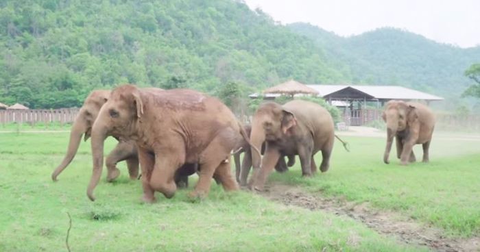 Radosne słonie przybiegły powitać w ośrodku nowego przybysza – maleństwo ocalone przed zgubą.