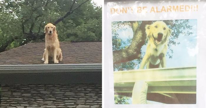 Właściciele psa wyjaśniają, dlaczego ich pupil stale siedzi na dachu. Zwierzak stał się prawdziwą sensacją!