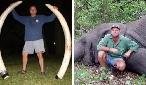 Słynny łowca dużej zwierzyny pozbawiony życia podczas polowania na słonie w Zimbabwe.