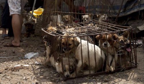 Koniec festiwalu psiego mięsa w Yulin – chińskie władze oficjalnie zakazały jego kontynuacji.