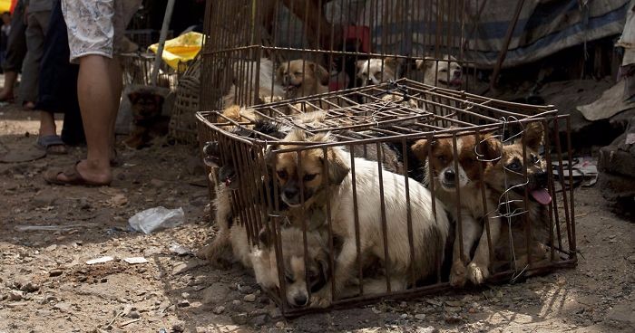 Koniec festiwalu psiego mięsa w Yulin – chińskie władze oficjalnie zakazały jego kontynuacji.