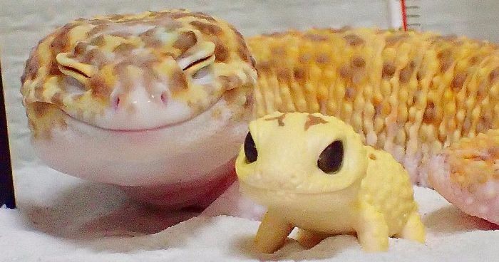 Uśmiechnięty gekon ze swoją zabawkową miniaturką – ta urocza para z pewnością poprawi Ci humor!