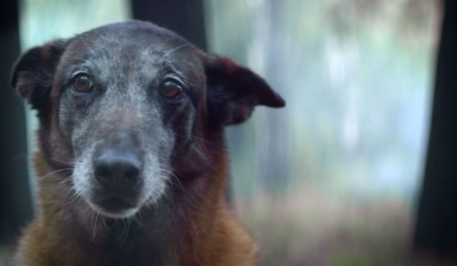 Wstrząsające wideo. Mężczyzna porzucił psa w lesie, a chwilę później miał wypadek. Zwierzę uratowało mu życie.