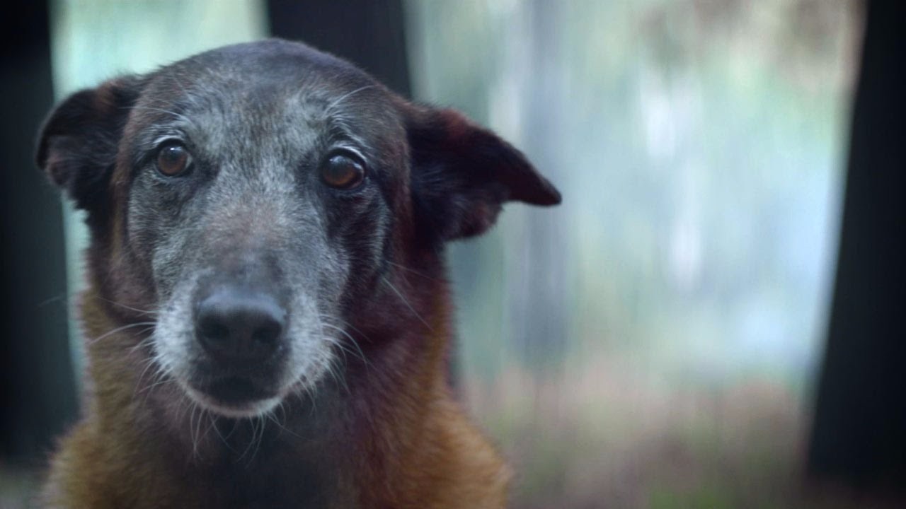 Wstrząsające wideo. Mężczyzna porzucił psa w lesie, a chwilę później miał wypadek. Zwierzę uratowało mu życie.
