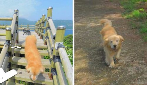 Ten pies uparcie podążał za fotografem Street View – dzięki temu znalazł się na każdym jego zdjęciu.