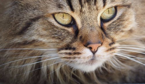 10 niesamowitych ciekawostek na temat kotów, o których dotąd nie słyszałeś.
