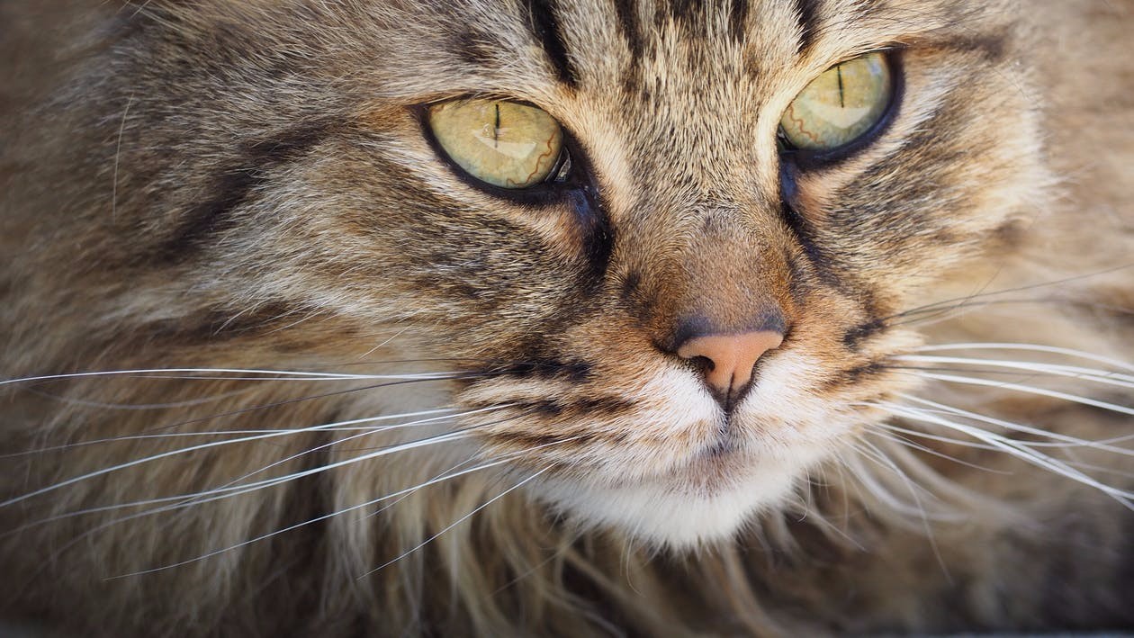 10 niesamowitych ciekawostek na temat kotów, o których dotąd nie słyszałeś.