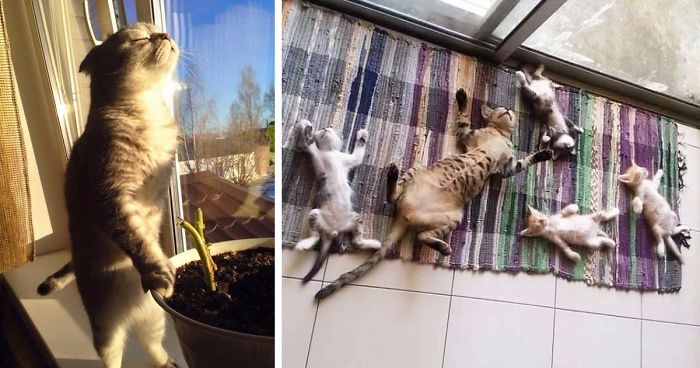 15 zdjęć kotów kochających słońce bardziej niż cokolwiek na świecie.