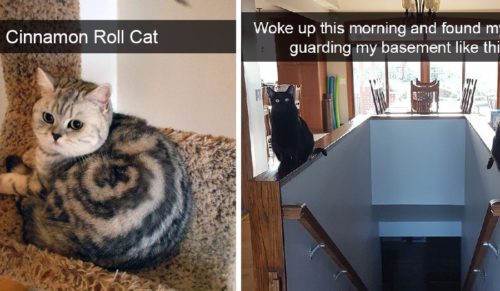 10 zabawnych snapów z kotami, które z pewnością poprawią Ci humor.