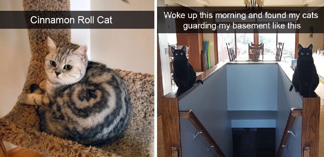 10 zabawnych snapów z kotami, które z pewnością poprawią Ci humor.