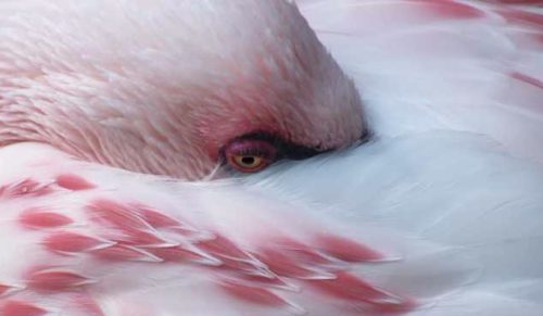 15 zdjęć zjawiskowych flamingów, które oczarują Cię swoim kolorytem.