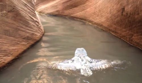 Grupa turystów uchwyciła na filmie zagubioną sowę pływającą samotnie w Kanionie Antylopy.